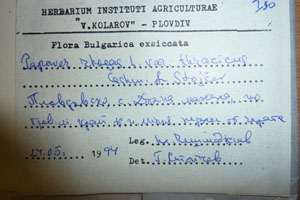 Papaver rhoeas L. var. thracicum Ceschm. & Stojcev [isotype SOAXXXXX0703] (2) (c) Agricultural University of Plovdiv — Herbarium (SOA)