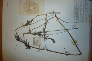 Papaver rhoeas L. var. thracicum Ceschm. & Stojcev [isotype SOAXXXXX0704] (c) Agricultural University of Plovdiv — Herbarium (SOA)