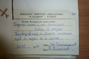 Papaver rhoeas L. var. thracicum Ceschm. & Stojcev [isotype SOAXXXXX0704] (2) (c) Agricultural University of Plovdiv — Herbarium (SOA)