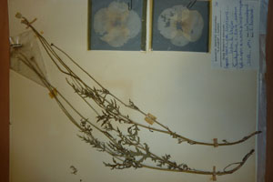 Papaver rhoeas L. var. thracicum Ceschm. & Stojcev [isotype SOAXXXXX0705] (c) Agricultural University of Plovdiv — Herbarium (SOA)