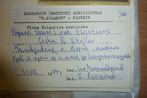 Papaver rhoeas L. var. thracicum Ceschm. & Stojcev [isotype SOAXXXXX0705] (2) (c) Agricultural University of Plovdiv — Herbarium (SOA)