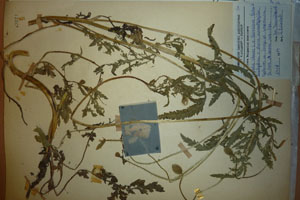 Papaver rhoeas L. var. thracicum Ceschm. & Stojcev [isotype SOAXXXXX0706] (c) Agricultural University of Plovdiv — Herbarium (SOA)