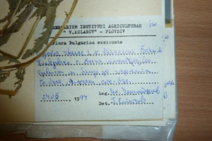 Papaver rhoeas L. var. thracicum Ceschm. & Stojcev [isotype SOAXXXXX0706] (2) (c) Agricultural University of Plovdiv — Herbarium (SOA)