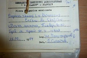 Papaver rhoeas L. var. thracicum Ceschm. & Stojcev [isotype SOAXXXXX0707] (2) (c) Agricultural University of Plovdiv — Herbarium (SOA)