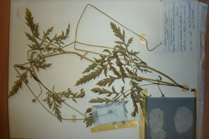 Papaver rhoeas L. var. thracicum Ceschm. & Stojcev [isotype SOAXXXXX0708] (c) Agricultural University of Plovdiv — Herbarium (SOA)