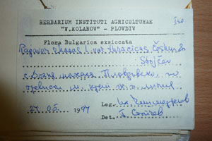 Papaver rhoeas L. var. thracicum Ceschm. & Stojcev [isotype SOAXXXXX0708] (2) (c) Agricultural University of Plovdiv — Herbarium (SOA)