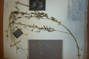 Papaver rhoeas L. var. thracicum Ceschm. & Stojcev [isotype SOAXXXXX0709] (c) Agricultural University of Plovdiv — Herbarium (SOA)