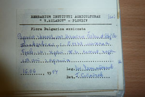 Papaver rhoeas L. var. thracicum Ceschm. & Stojcev [isotype SOAXXXXX0709] (2) (c) Agricultural University of Plovdiv — Herbarium (SOA)