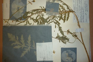 Papaver rhoeas L. var. thracicum Ceschm. & Stojcev [isotype SOAXXXXX0710] (c) Agricultural University of Plovdiv — Herbarium (SOA)