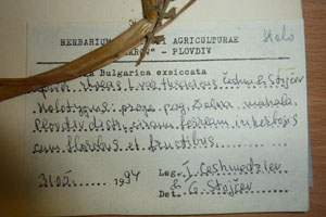 Papaver rhoeas L. var. thracicum Ceschm. & Stojcev [isotype SOAXXXXX0710] (2) (c) Agricultural University of Plovdiv — Herbarium (SOA)