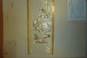 Sedum steftscho Stef. stefco Stef. var. albiflora Ceschm. [holotype SOAXXXXX0162] (c) Agricultural University of Plovdiv — Herbarium (SOA)