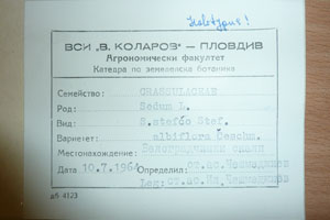 Sedum steftscho Stef. stefco Stef. var. albiflora Ceschm. [holotype SOAXXXXX0162] (2) (c) Agricultural University of Plovdiv — Herbarium (SOA)