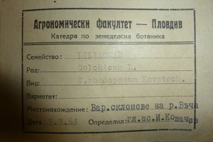Colchicum rhodopaeum Kovatsch. [type SOAXXXXX0040] (2) (c) Agricultural University of Plovdiv — Herbarium (SOA)