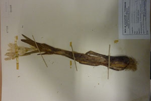 Colchicum diampolis Delip. et Ceschm. [type SOAXXXXX0038] (c) Agricultural University of Plovdiv — Herbarium (SOA)