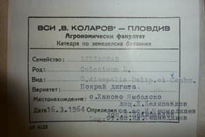 Colchicum diampolis Delip. et Ceschm. [type SOAXXXXX0038] (2) (c) Agricultural University of Plovdiv — Herbarium (SOA)