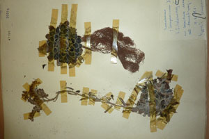 Sempervivum velenovskyi Ceschm. [holotype SOAXXXXX0166] (c) Agricultural University of Plovdiv — Herbarium (SOA)