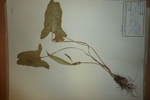 Arum elongatum Stev. flavescens Delip. [type SOAXXXXX0023] (c) Agricultural University of Plovdiv — Herbarium (SOA)