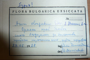 Arum elongatum Stev. flavescens Delip. [type SOAXXXXX0023] (2) (c) Agricultural University of Plovdiv — Herbarium (SOA)