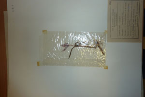 Merendera sobolifera C.A.M. emend. Ceschm. sobolifera C.A.M. emend. Ceschm. f. atrofilamentosum Ceschm. [type SOAXXXXX0104] (c) Agricultural University of Plovdiv — Herbarium (SOA)