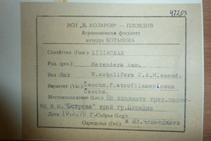 Merendera sobolifera C.A.M. emend. Ceschm. sobolifera C.A.M. emend. Ceschm. f. atrofilamentosum Ceschm. [type SOAXXXXX0104] (2) (c) Agricultural University of Plovdiv — Herbarium (SOA)