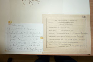 Merendera sobolifera C.A.M. emend. Ceschm. f. atrofilamentosum Ceschm. [type SOAXXXXX0105] (2) (c) Agricultural University of Plovdiv — Herbarium (SOA)