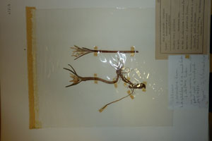 Merendera sobolifera C.A.M. emend. Ceschm. sobolifera C.A.M. emend. Ceschm. f. albiflora Ceschm. [holotype SOAXXXXX0103] (c) Agricultural University of Plovdiv — Herbarium (SOA)