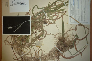 Holcus lanatus L. f. viviparus Ceschm. [holotype SOAXXXXX0080] (c) Agricultural University of Plovdiv — Herbarium (SOA)