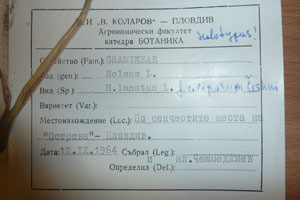 Holcus lanatus L. f. viviparus Ceschm. [holotype SOAXXXXX0080] (2) (c) Agricultural University of Plovdiv — Herbarium (SOA)