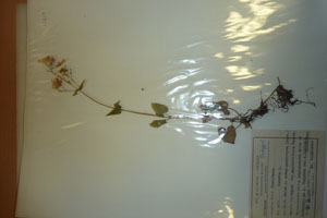Lunaria annua L. ssp. pachyrhiza (Borb.) Hayek var. oppositifolia Ceschm. [isotype SOAXXXXX0096] (c) Agricultural University of Plovdiv — Herbarium (SOA)