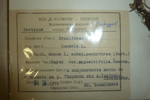 Lunaria annua L. ssp. pachyrhiza (Borb.) Hayek var. oppositifolia Ceschm. [isotype SOAXXXXX0096] (2) (c) Agricultural University of Plovdiv — Herbarium (SOA)