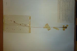 Allium melanantherum Panc. var. bulbilliferum Ceschm. [isotype SOAXXXXX0510] (c) Agricultural University of Plovdiv — Herbarium (SOA)