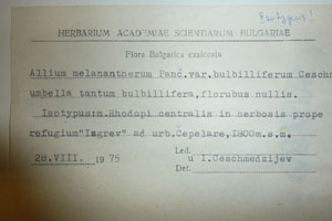Allium melanantherum Panc. var. bulbilliferum Ceschm. [isotype SOAXXXXX0510] (2) (c) Agricultural University of Plovdiv — Herbarium (SOA)