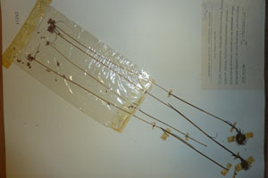 Allium melanantherum Panc. var. bulbilliferum Ceschm. [isotype SOAXXXXX0511] (c) Agricultural University of Plovdiv — Herbarium (SOA)