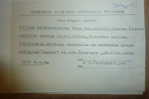 Allium melanantherum Panc. var. bulbilliferum Ceschm. [isotype SOAXXXXX0511] (2) (c) Agricultural University of Plovdiv — Herbarium (SOA)