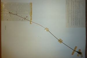 Allium melanantherum Panc. var. bulbilliferum Ceschm. [isotype SOAXXXXX0512] (c) Agricultural University of Plovdiv — Herbarium (SOA)