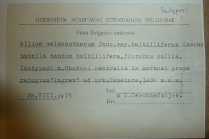 Allium melanantherum Panc. var. bulbilliferum Ceschm. [isotype SOAXXXXX0512] (2) (c) Agricultural University of Plovdiv — Herbarium (SOA)