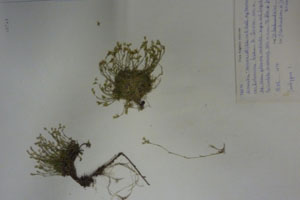 Minuartia recurva (All.) Schinz. et Thell. subsp. recurva var. balcanica Ceschm. & Kiriac var. n. [isotype SOAXXXXX0111] (c) Agricultural University of Plovdiv — Herbarium (SOA)