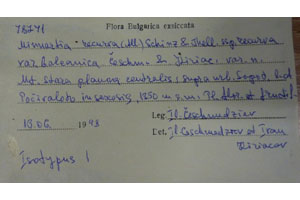 Minuartia recurva (All.) Schinz. et Thell. subsp. recurva var. balcanica Ceschm. & Kiriac var. n. [isotype SOAXXXXX0111] (2) (c) Agricultural University of Plovdiv — Herbarium (SOA)