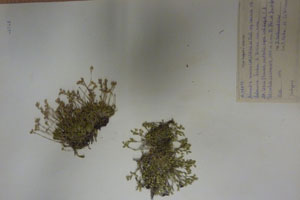 Minuartia recurva (All.) Schinz. et Thell. subsp. recurva var. balcanica Ceschm. & Kiriac var. n. [isotype SOAXXXXX0107] (c) Agricultural University of Plovdiv — Herbarium (SOA)