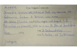 Minuartia recurva (All.) Schinz. et Thell. subsp. recurva var. balcanica Ceschm. & Kiriac var. n. [isotype SOAXXXXX0107] (2) (c) Agricultural University of Plovdiv — Herbarium (SOA)
