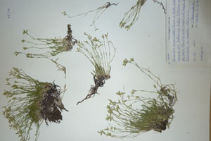 Minuartia recurva (All.) Schinz. et Thell. subsp. recurva var. balcanica Ceschm. & Kiriac [isotype SOAXXXXX0106] (c) Agricultural University of Plovdiv — Herbarium (SOA)