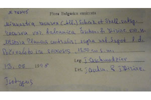 Minuartia recurva (All.) Schinz. et Thell. subsp. recurva 1var. balcanica Ceschm. & Kiriac. [isotype SOAXXXXX0115] (2) (c) Agricultural University of Plovdiv — Herbarium (SOA)