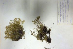 Minuartia recurva (All.) Schinz. et Thell. subsp. recurva var. balcanica Ceschm. & Kiriac var. n. [isotype SOAXXXXX0109] (c) Agricultural University of Plovdiv — Herbarium (SOA)