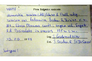 Minuartia recurva (All.) Schinz. et Thell. subsp. recurva var. balcanica Ceschm. & Kiriac var. n. [isotype SOAXXXXX0109] (2) (c) Agricultural University of Plovdiv — Herbarium (SOA)