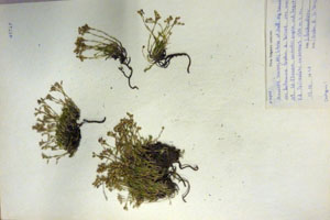 Minuartia recurva (All.) Schinz. et Thell. subsp. recurva var. balcanica Ceschm. & Kiriac var. n. [isotype SOAXXXXX0108] (c) Agricultural University of Plovdiv — Herbarium (SOA)