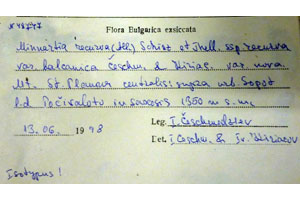 Minuartia recurva (All.) Schinz. et Thell. subsp. recurva var. balcanica Ceschm. & Kiriac var. n. [isotype SOAXXXXX0108] (2) (c) Agricultural University of Plovdiv — Herbarium (SOA)