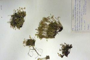 Minuartia recurva (All.) Schinz. et Thell. subsp. recurva var. balcanica Ceschm. & Kiriac var. n. [isotype SOAXXXXX0116] (c) Agricultural University of Plovdiv — Herbarium (SOA)
