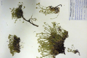 Minuartia recurva (All.) Schinz. et Thell. subsp. recurva var. balcanica Ceschm. & Kiriac var. n. [isotype SOAXXXXX0112] (c) Agricultural University of Plovdiv — Herbarium (SOA)