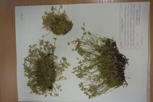 Minuartia recurva (All.) Schinz. et Thell. subsp. recurva var. balcanica Ceschm. & Kiriac var. n. [holotype SOAXXXXX0110] (c) Agricultural University of Plovdiv — Herbarium (SOA)