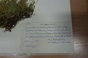 Minuartia recurva (All.) Schinz. et Thell. subsp. recurva var. balcanica Ceschm. & Kiriac var. n. [holotype SOAXXXXX0110] (2) (c) Agricultural University of Plovdiv — Herbarium (SOA)